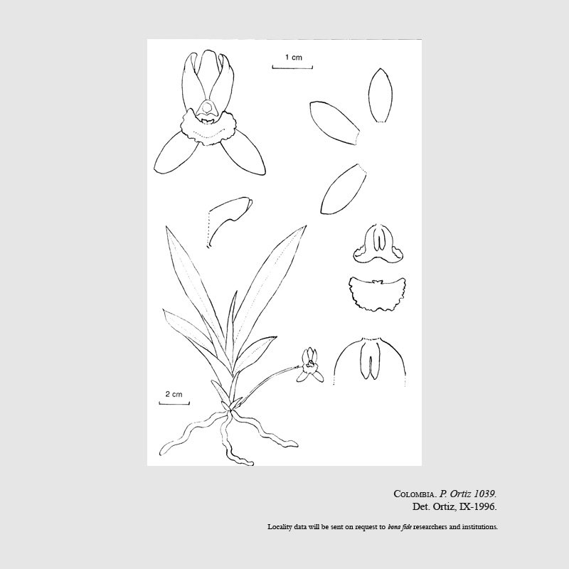 Kefersteinia oscarii